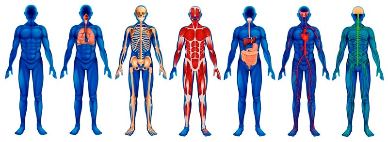 Системы органов человека