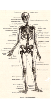 Под каким номером на рисунке обозначена часть скелета человека являющаяся рудиментом