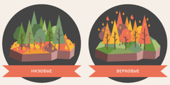 виды лесных пожаров