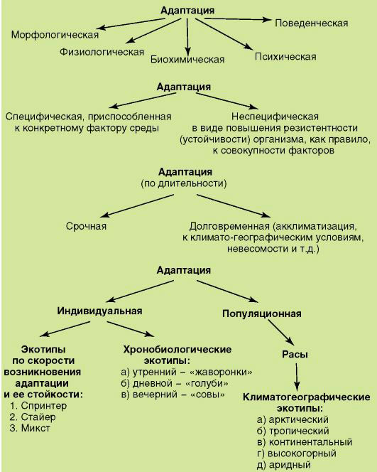 Адаптация рисунок биология